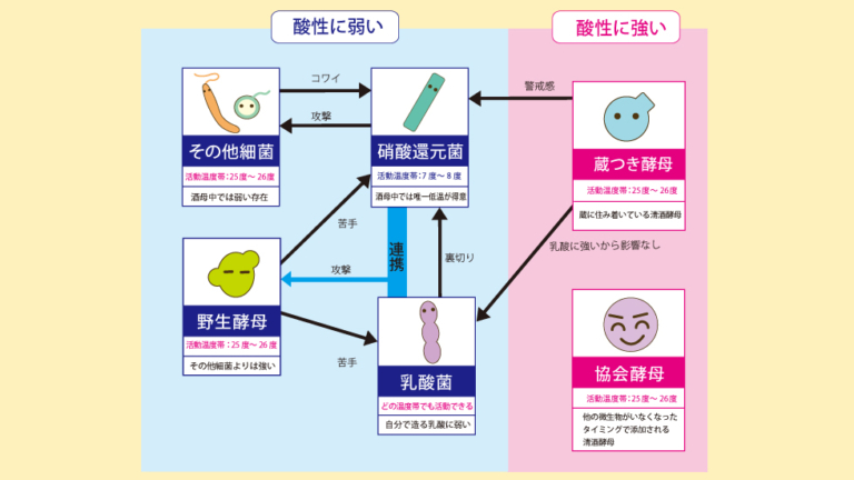 イラスト付きでご紹介 生酛 きもと 造りとは 微生物達が頑張った日本酒です 元きき酒師 日本酒かあさん高齢育児中